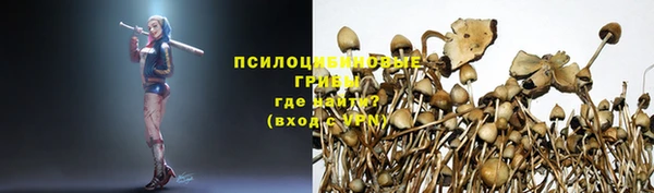 прущие грибы Дмитров